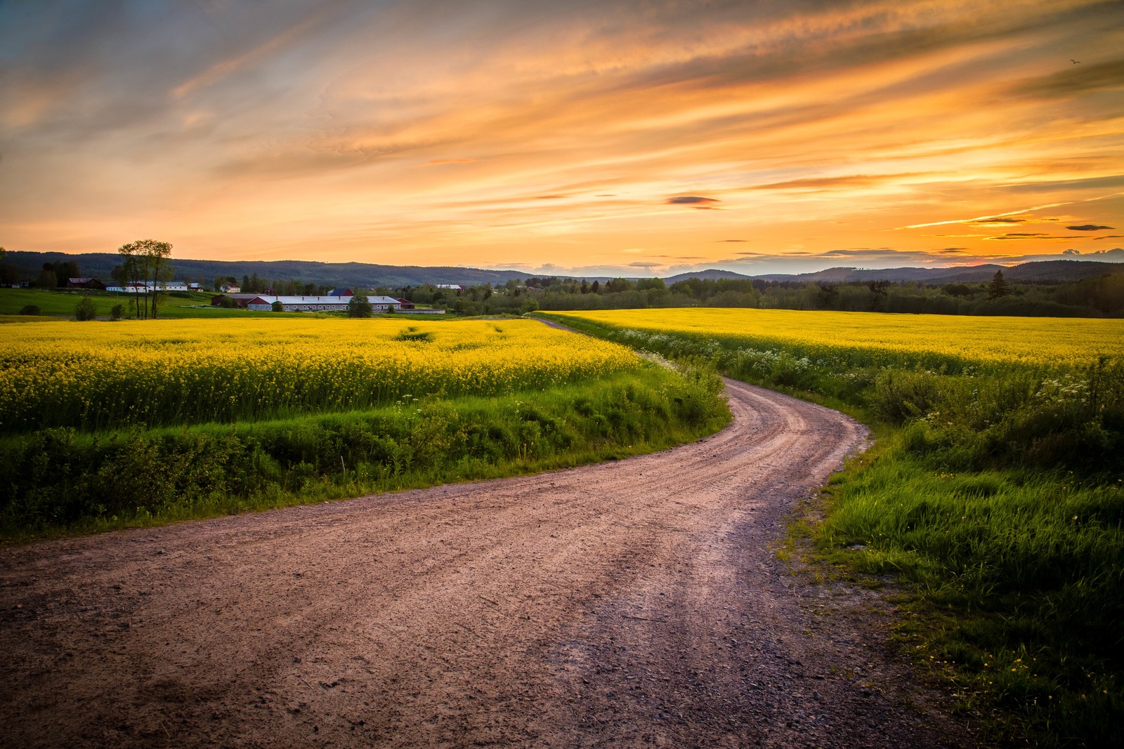 A dirt road leading to a field of yellow flowers (horizon, road, field, sunset, yellow)