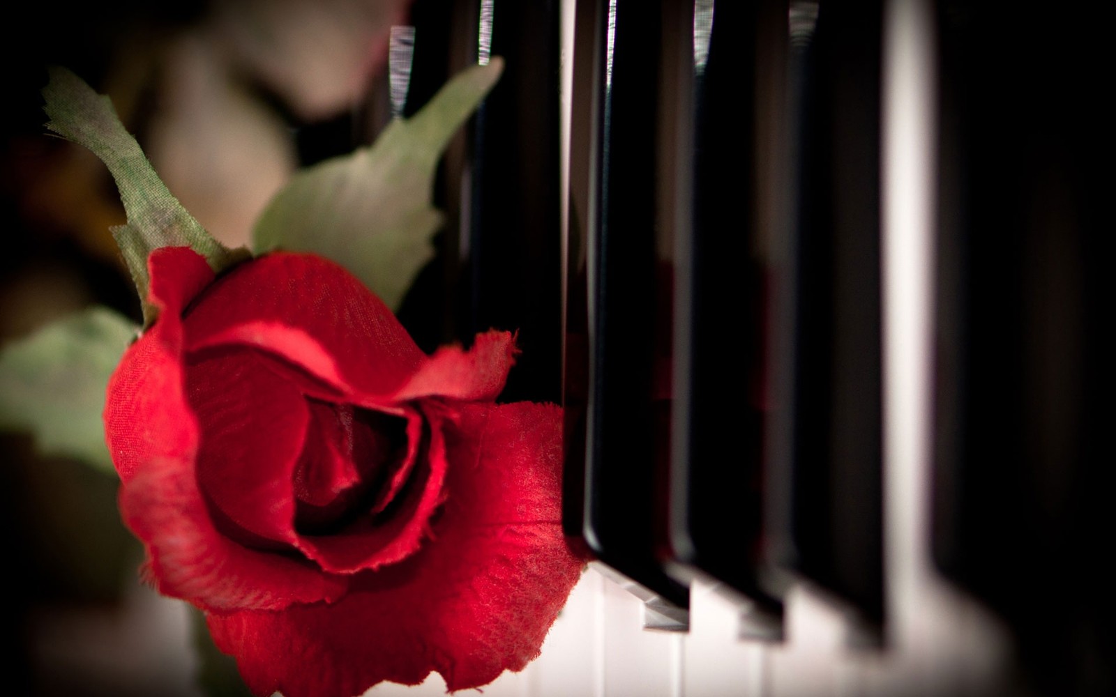 There is a red rose sitting on a piano keyboard (piano, keyboard, red, petal, plant)