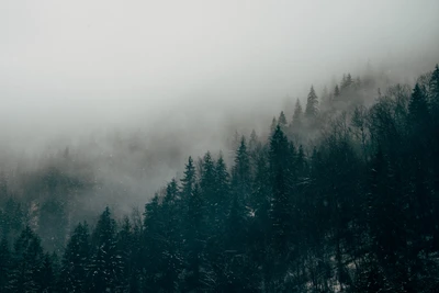 nebel, natur, baum, atmosphäre, wald