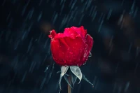 Rosa vermelha cercada por gotas de chuva em um jardim