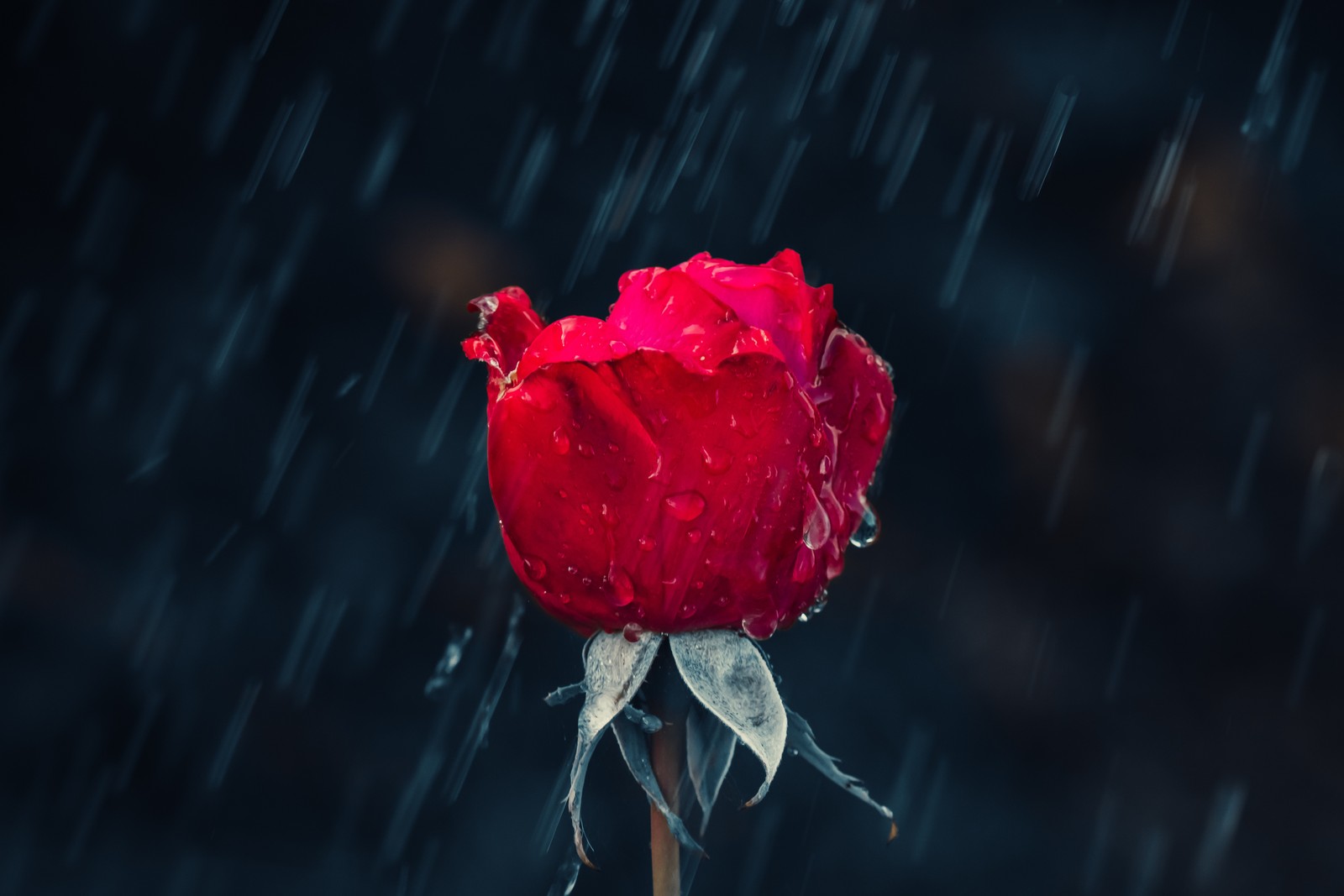 rain, rose, flower, red, garden roses wallpaper