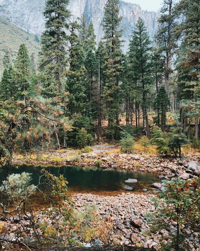 Bosque ribereño sereno rodeado de árboles coníferos templados y terreno rocoso