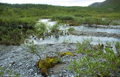 Прибрежная растительность и водоток в экосистеме водно-болотных угодий