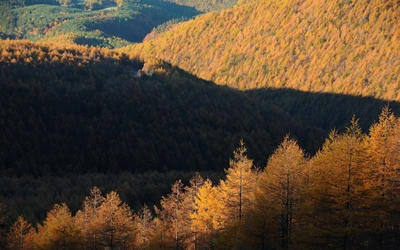 Осенняя безмятежность в горном лесном пейзаже