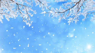 snow, winter, blue, branch, daytime