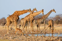 Girafes paissant dans le parc national du Serengeti : Une scène majestueuse de la faune