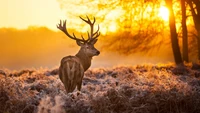 Cerfs majestueux baignés dans la lumière dorée au milieu d'un paysage serein.