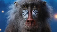 Close-Up of a Majestic Macaque with Striking Facial Features