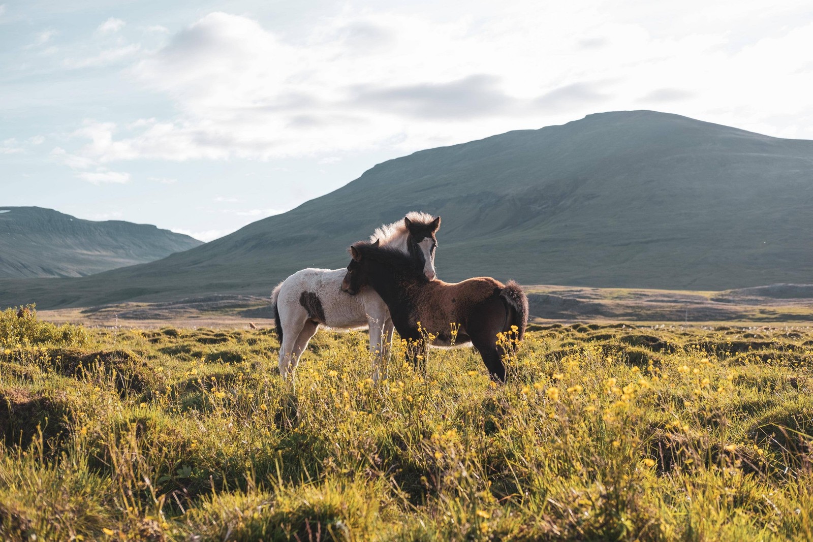 Zwei pferde stehen auf einem feld mit bergen im hintergrund (grasland, mustang, hengst, stute, verwildertes pferd)