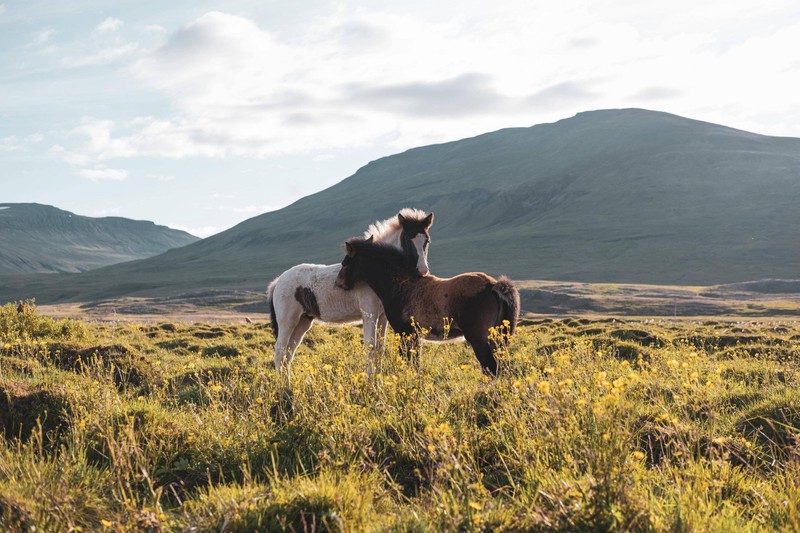 Две лошади стоят в поле с горами на заднем плане (луг, мустанг, mustang, жеребец, кобыла)