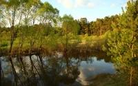 Reflejo tranquilo del río en un exuberante bosque ribereño