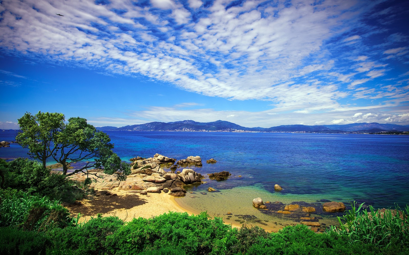 Une vue d'une plage avec un arbre et un plan d'eau (nature, eau, mer, la côte, paysage)