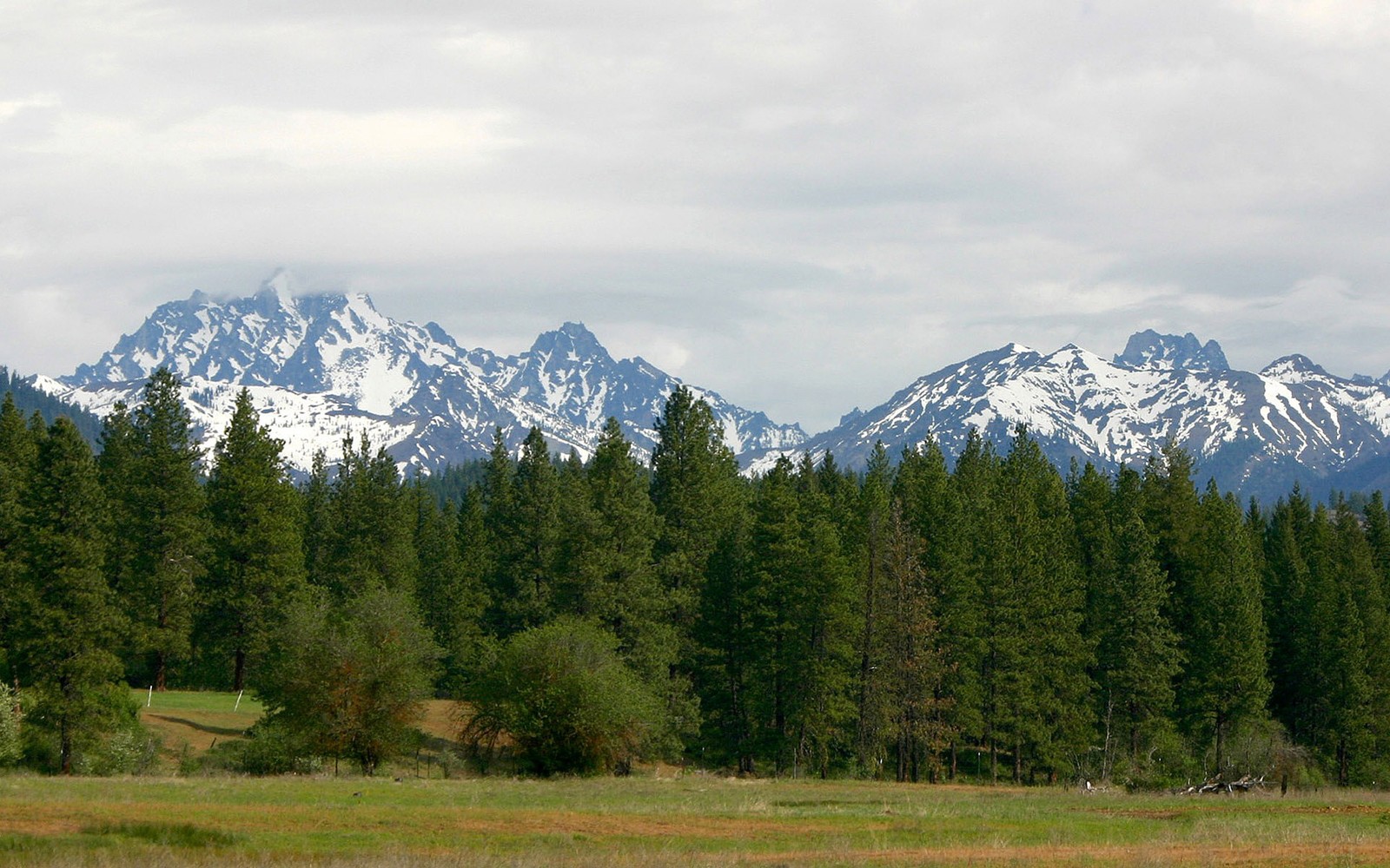 Há muitas árvores no campo (formas montanhosas, cadeia de montanhas, paisagem natural, terras altas, montanha)