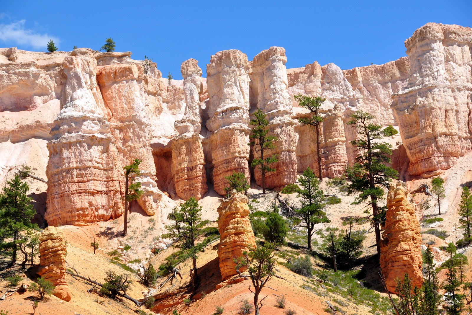 Des arbres poussant au premier plan d'un canyon avec de hautes formations rocheuses (bryce canyon city, roche, formation, canyon, parc national)