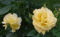 Rosas floribunda amarelas vibrantes em plena floração