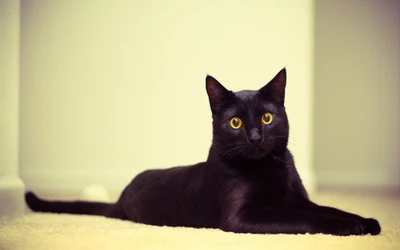 Elegante gato Bombay negro con llamativos ojos amarillos