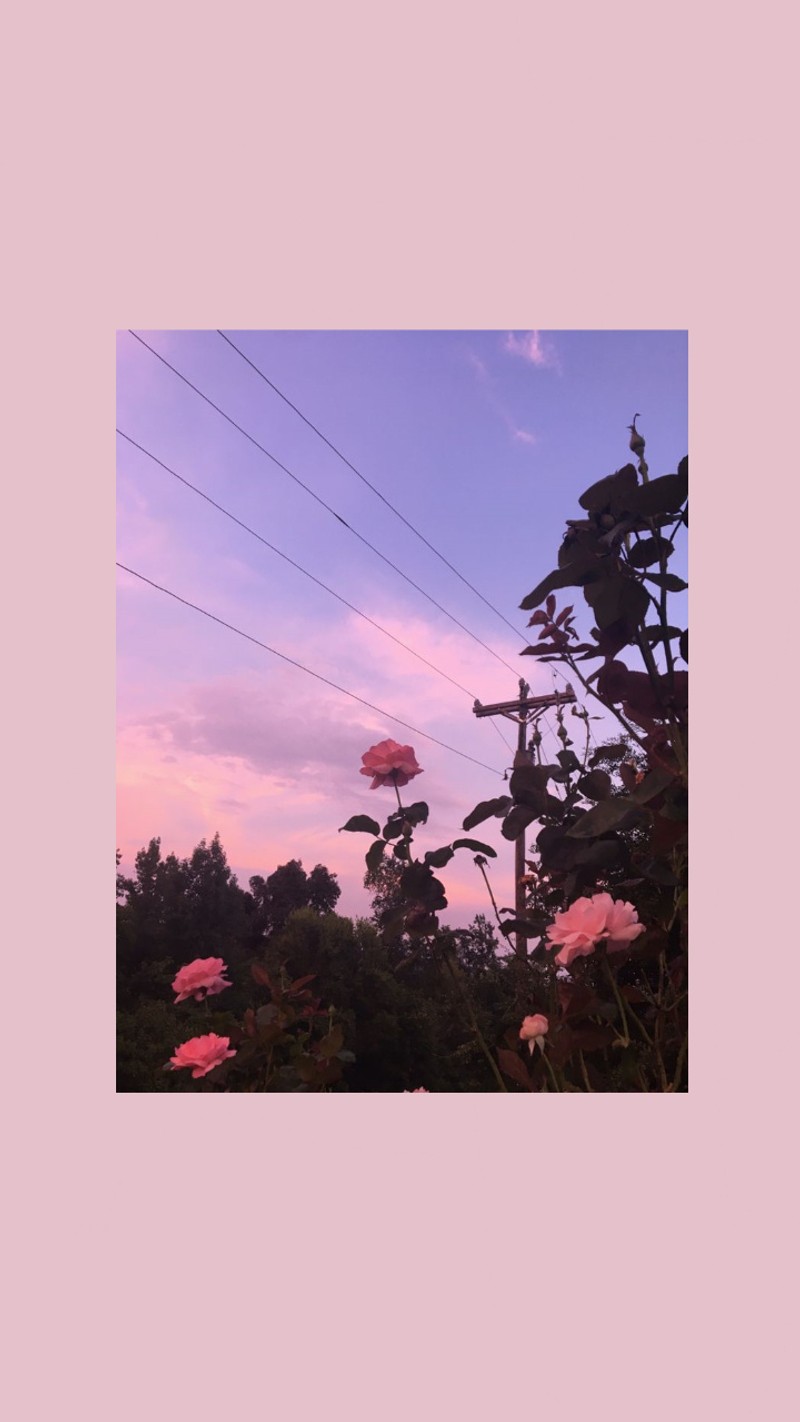 На переднем плане поля розовые розы (эстетика, aesthetic flower, супер, зсоек, zsoek)