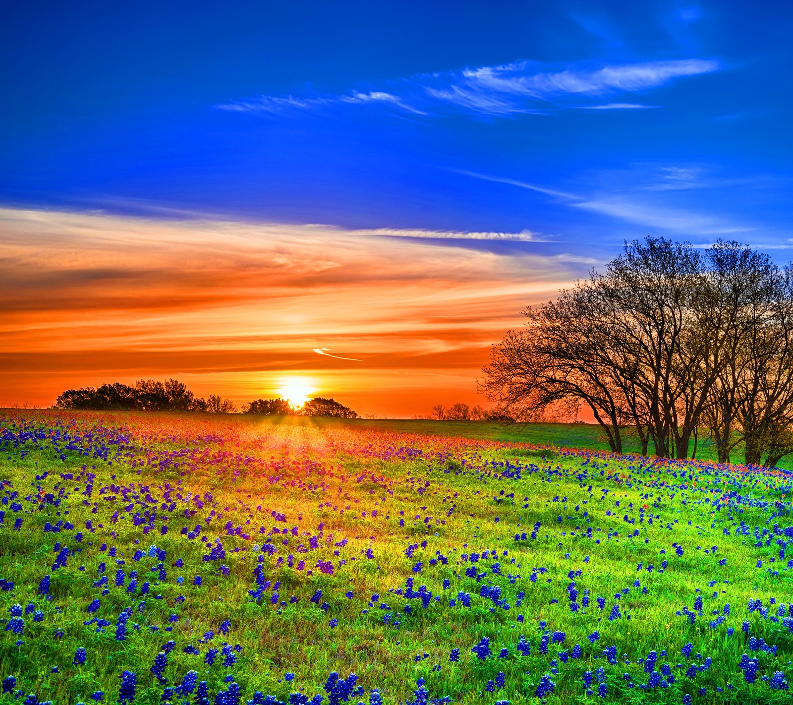 Ein feld mit blauen blumen und bäumen in der ferne bei sonnenuntergang (schön, feld, blumen, natur, sonnenuntergang)