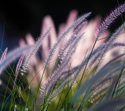 blumen, gras, natur, schöne aussicht, symphony