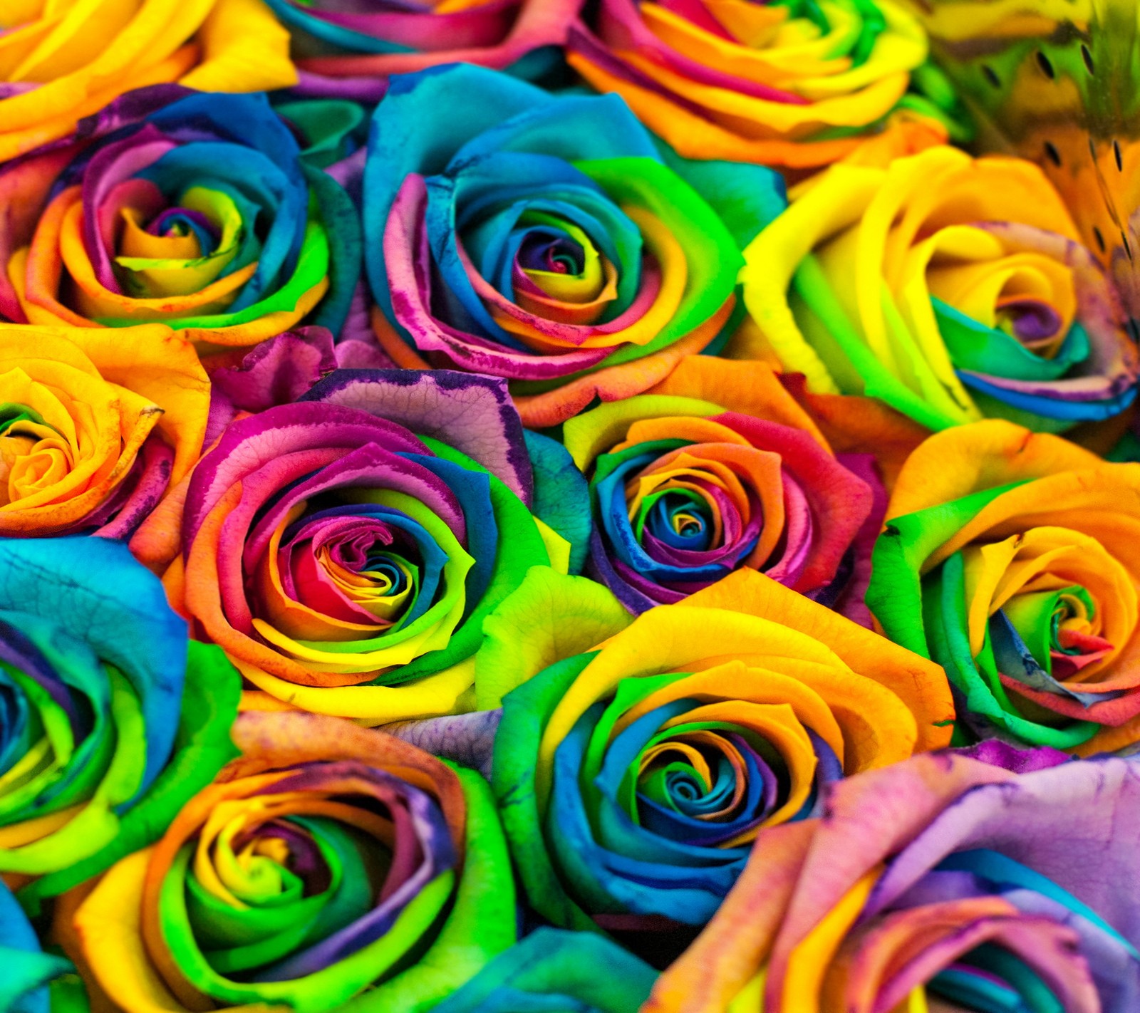 Un primer plano de un ramo de rosas coloridas con una gama de colores (hermoso, colorido, florales, flores, rosas)