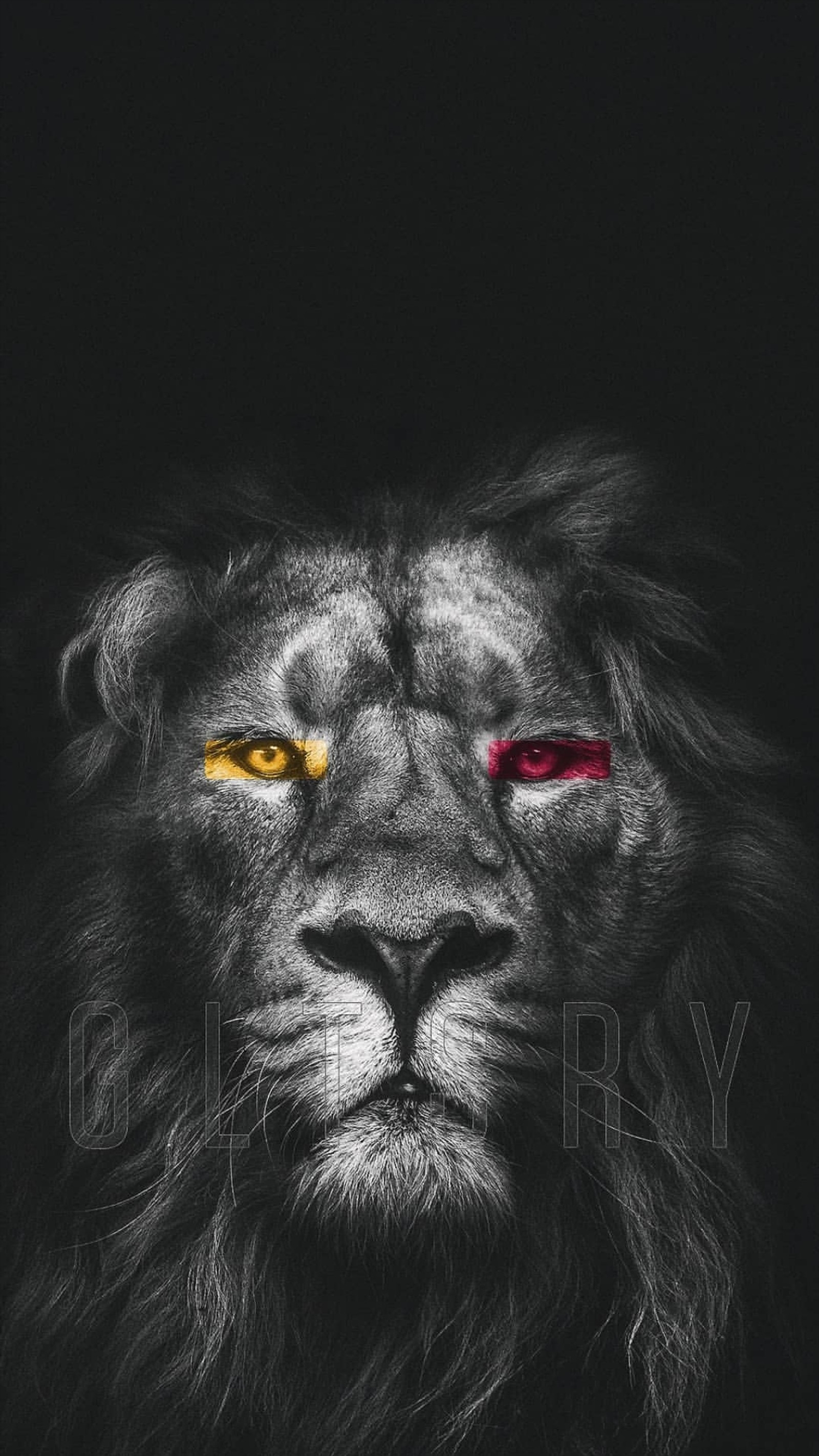 A black and white photo of a lion with yellow eyes (aslan, cimbombom, galatasaray)