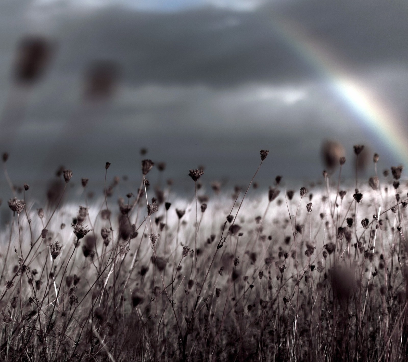 Il y a un arc-en-ciel dans le ciel au-dessus d'un champ de fleurs (nuage, nature, plante, arc en ciel, tempête)