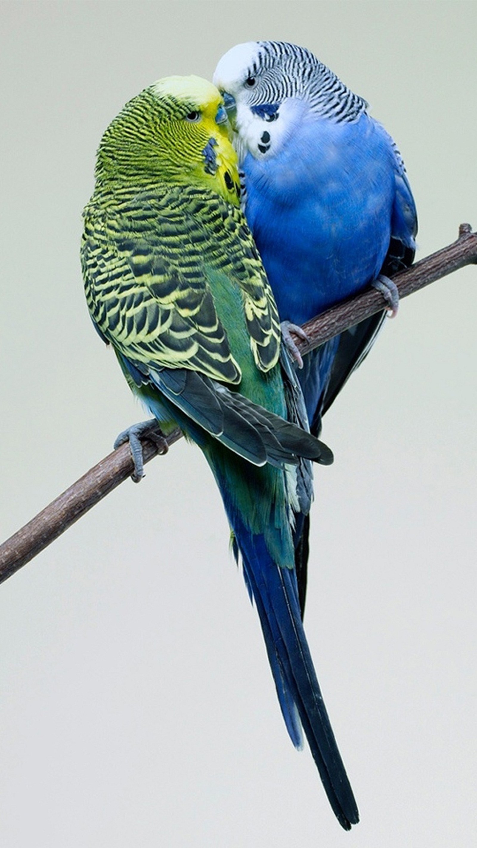 Duas aves estão sentadas juntas em um galho sobre um fundo branco (animal, aves, amor das aves, casal, fofo)