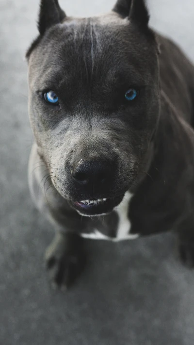 Pitbull aux yeux bleus avec une expression forte.