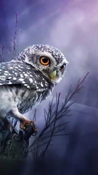 animal, bird, nature, owl, sowa wallpaper