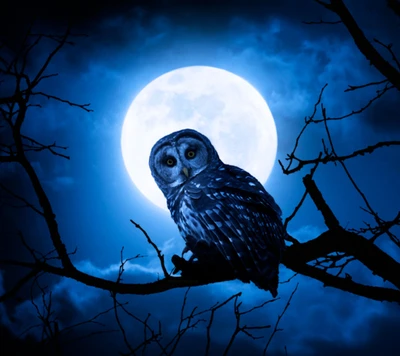 Hibou sage sous la lumière de la lune bleue