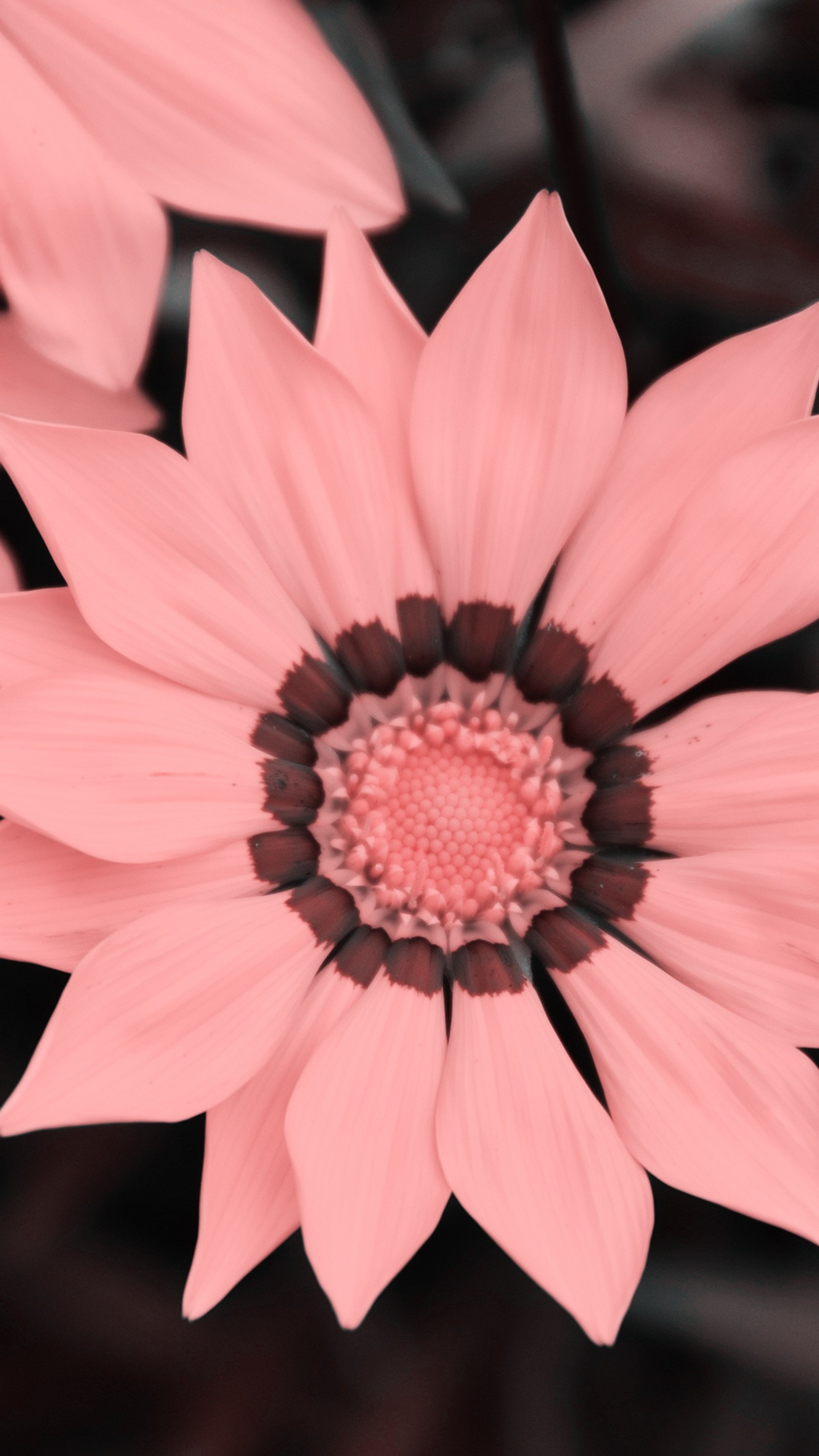 Hay una flor rosa con un centro marrón en un fondo negro (flor, naturaleza, rosa)