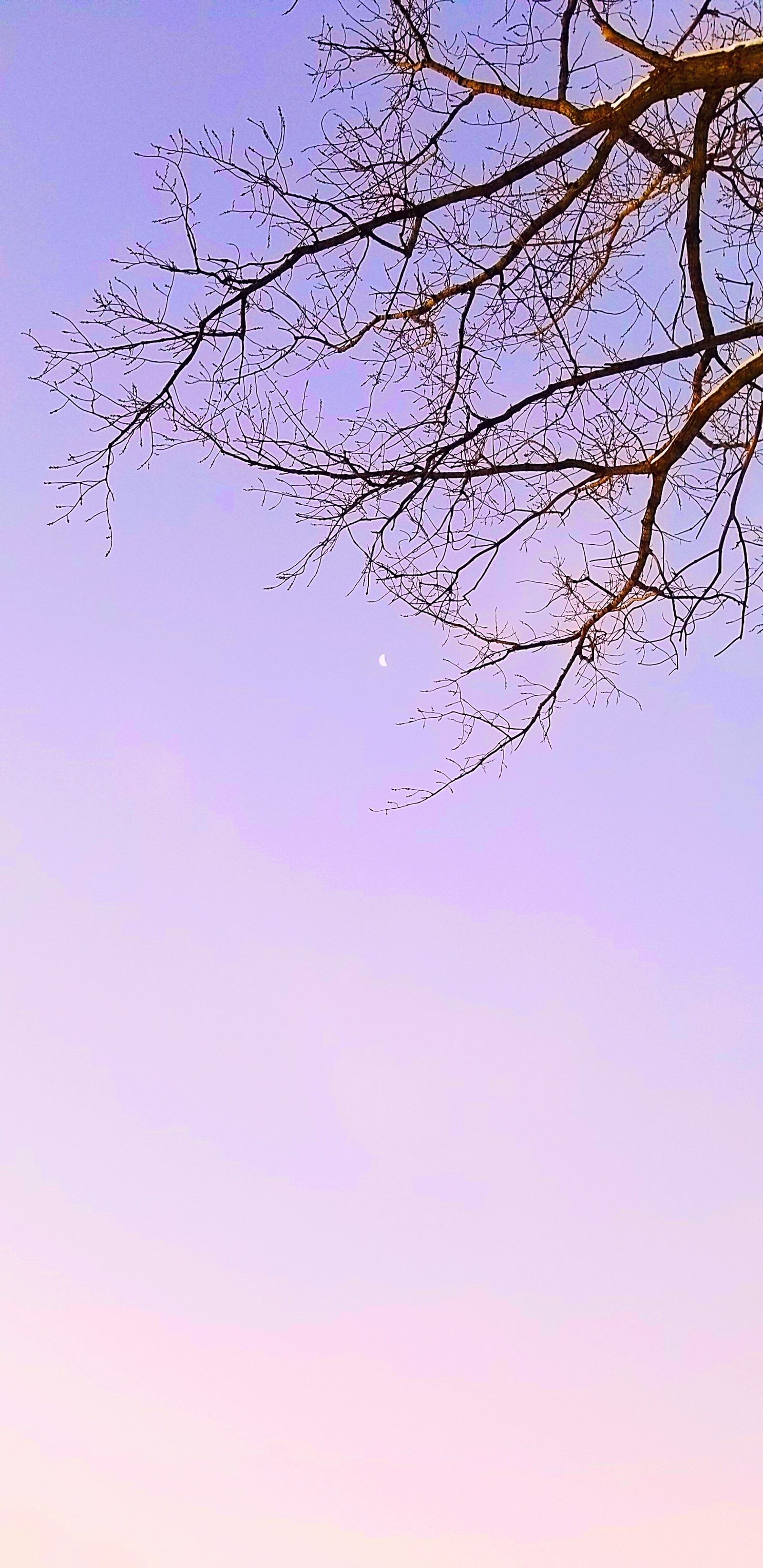 There is a large tree that is next to a bench (aesthetic, branches, colorful, minimal, minimalism)