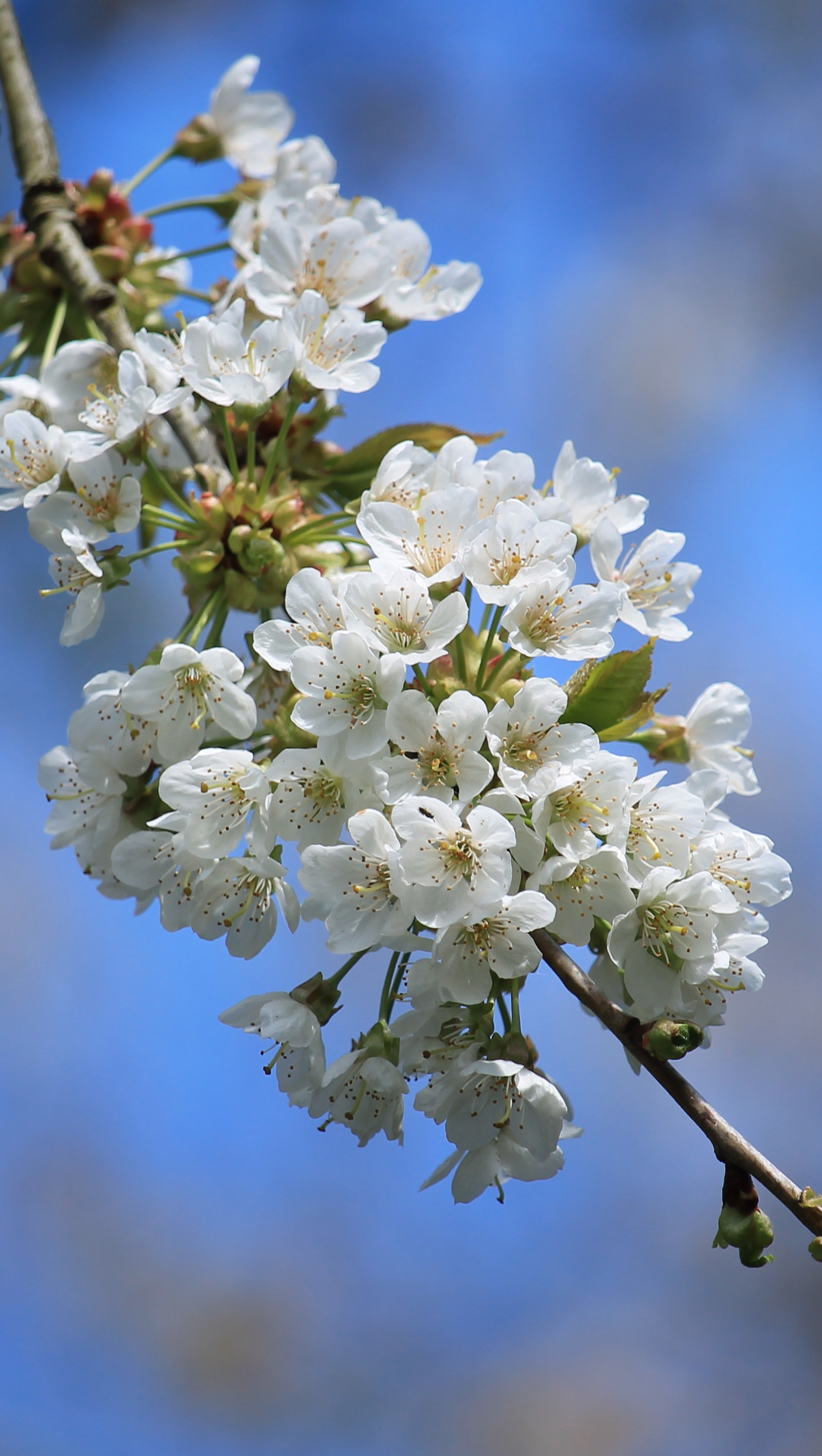 Hay una flor blanca en una rama de árbol con un cielo azul de fondo (floración, cereza, tiempo)