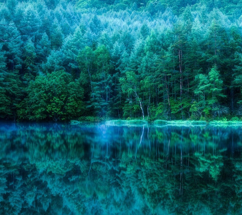 Trees are reflected in the water of a lake surrounded by green trees (fog, forest, lake, pine, tree)