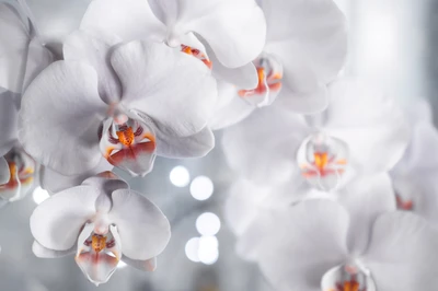 Elegant White Orchids with Bokeh Background