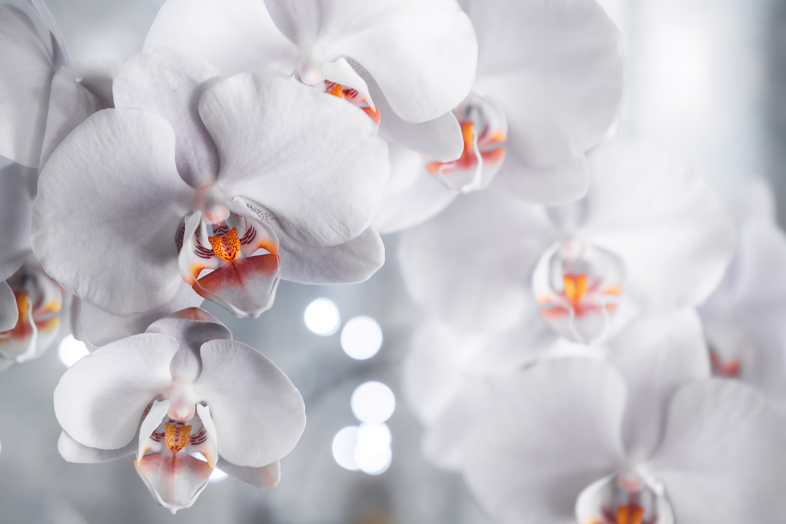 Il y a beaucoup de fleurs blanches dans un vase (orchidées blanches, esthétique blanche, fleurs dorchidée, bokeh, fleurs)