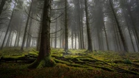 Bois brumeux avec des épicéas et un sol mousseux luxuriant