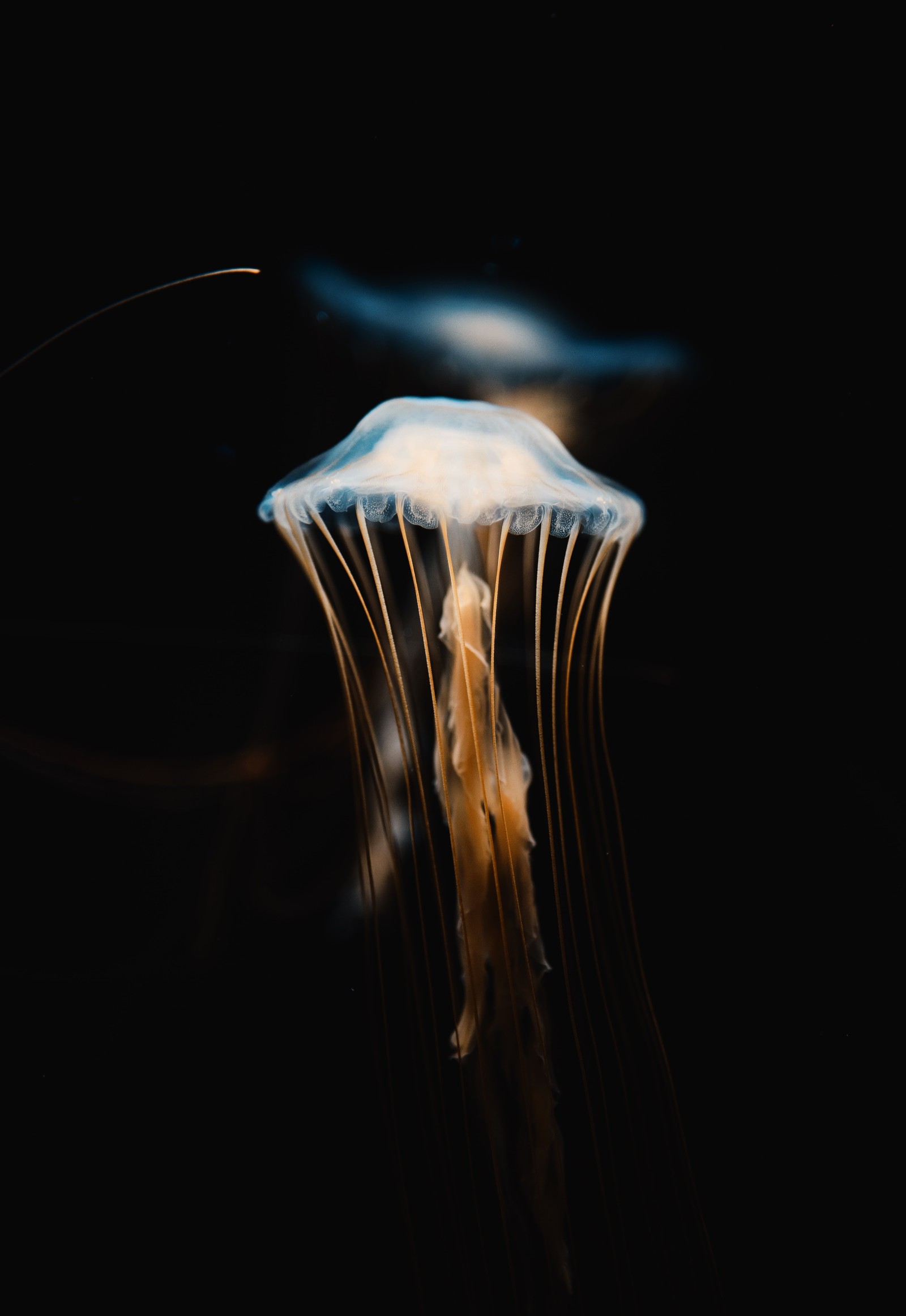 Una medusa flotando en el agua oscura con una luz (medusa, invertebrado, cnidarios, agua, invertebrados marinos)