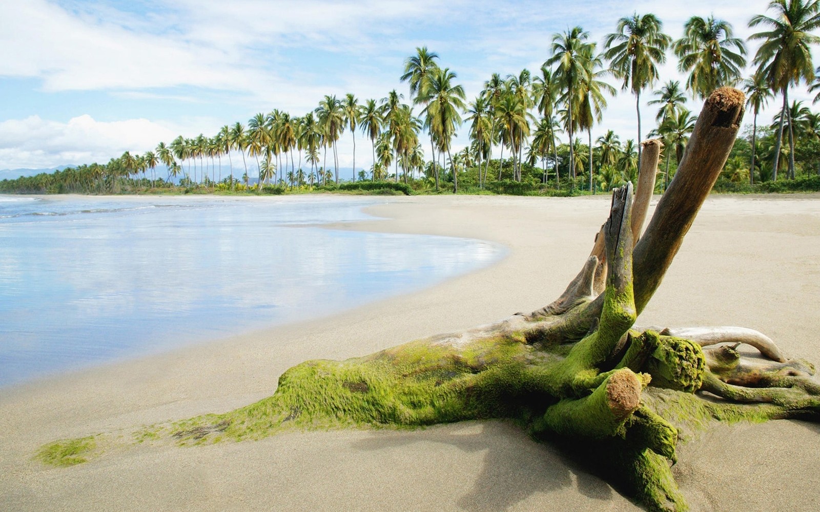 beach, sea, shore, tropics, vegetation Download Wallpaper