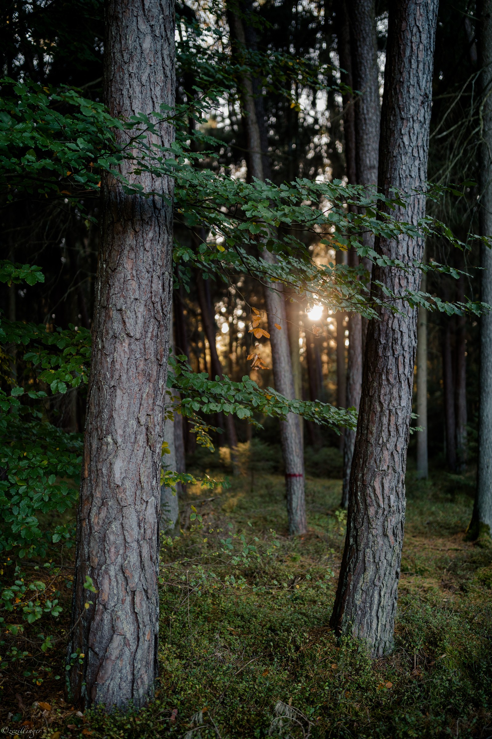 Hay un hidrante en medio de un bosque (naturaleza, ramo, luz solar, árbol, bosque)