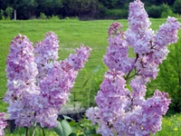 lilac, flowering plant, spring, annual plant, english lavender