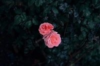 Rosas rosas delicadas contra un fondo verde oscuro