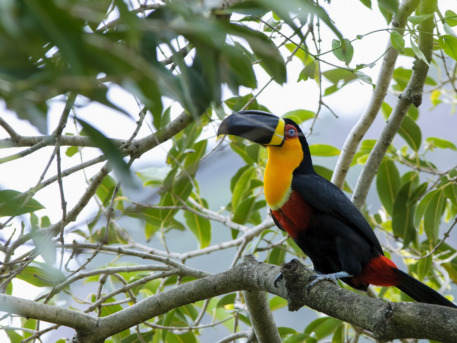 Ein bunter vogel sitzt auf einem ast (tukan, schnabel, vogel, piciformes, fauna)