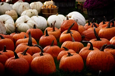 comida local, calabaza de invierno, calabaza, día de acción de gracias, temporada