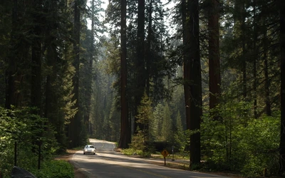 natur, sequoia nationalpark, baum, wald, vegetation