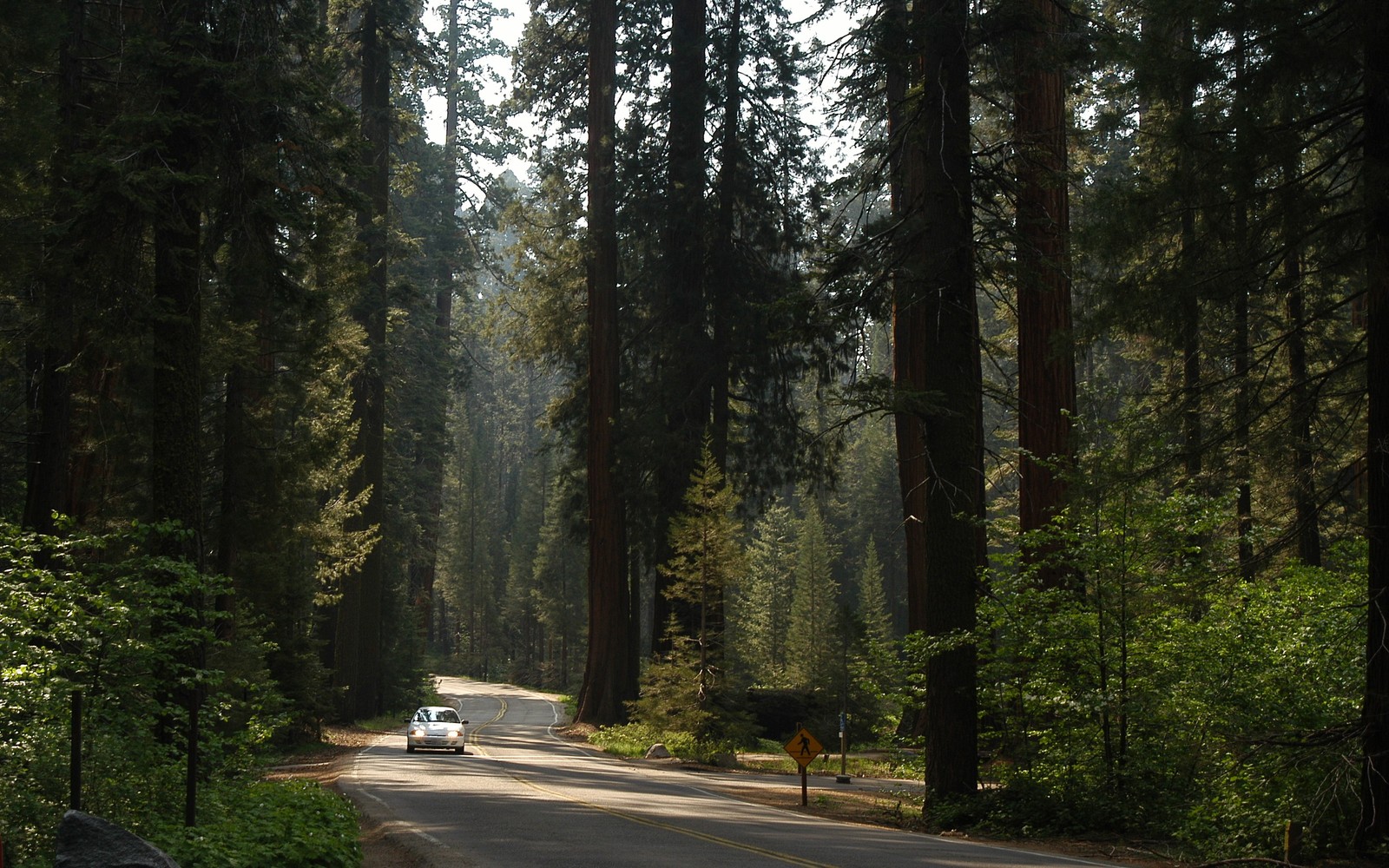 nature, sequoia national park, tree, forest, vegetation wallpaper