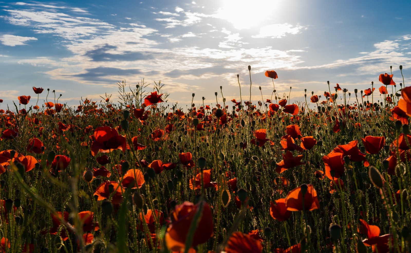 wildflower, flower, field, plant, meadow wallpaper