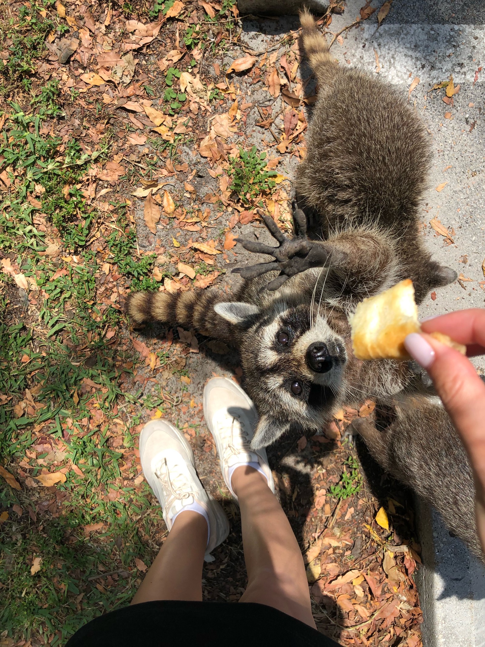 Baixar papel de parede procionídeos, humano, raça de cachorro, sapato, pessoas na natureza