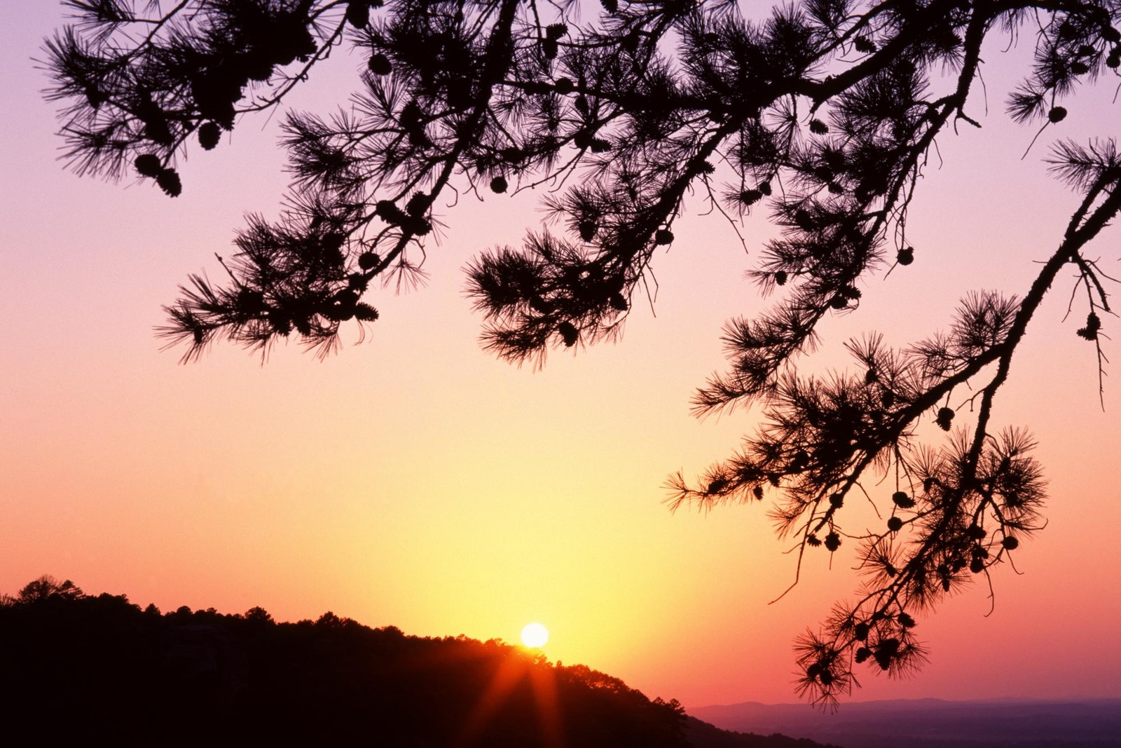 tree, sunset, branch, sunrise, cloud wallpaper