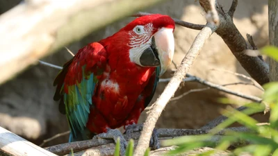 Guacamayo escarlata posado entre ramas, mostrando plumas vibrantes rojas y verdes.